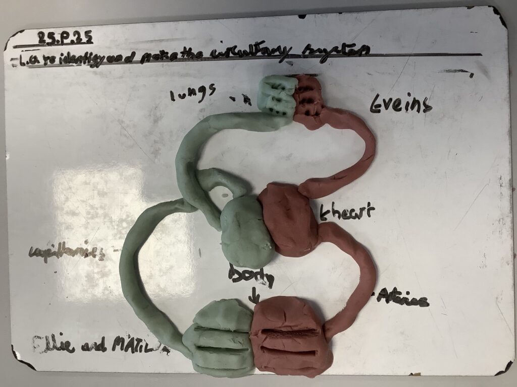 6E Science- heart sculpting